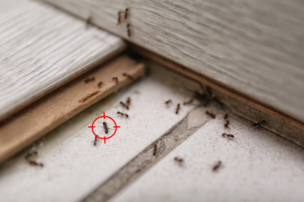 Best Best Pest Control Companies  in Brooklyn Center, MN