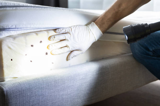 Best Pest Control for Homes  in Brooklyn Center, MN