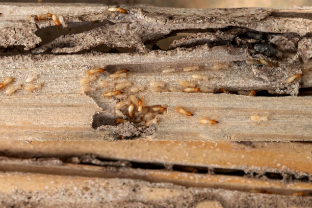 Best Residential Pest Control  in Brooklyn Center, MN